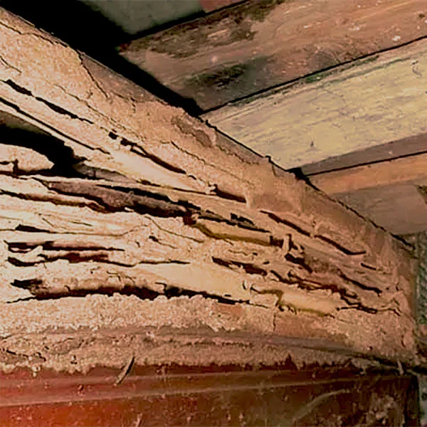Indore Pest Control & Fumigation | +91 70111 51215
