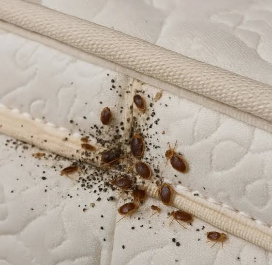 Indore Pest Control & Fumigation | +91 70111 51215