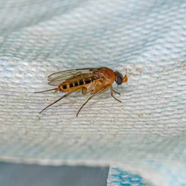 Indore Pest Control & Fumigation | +91 70111 51215