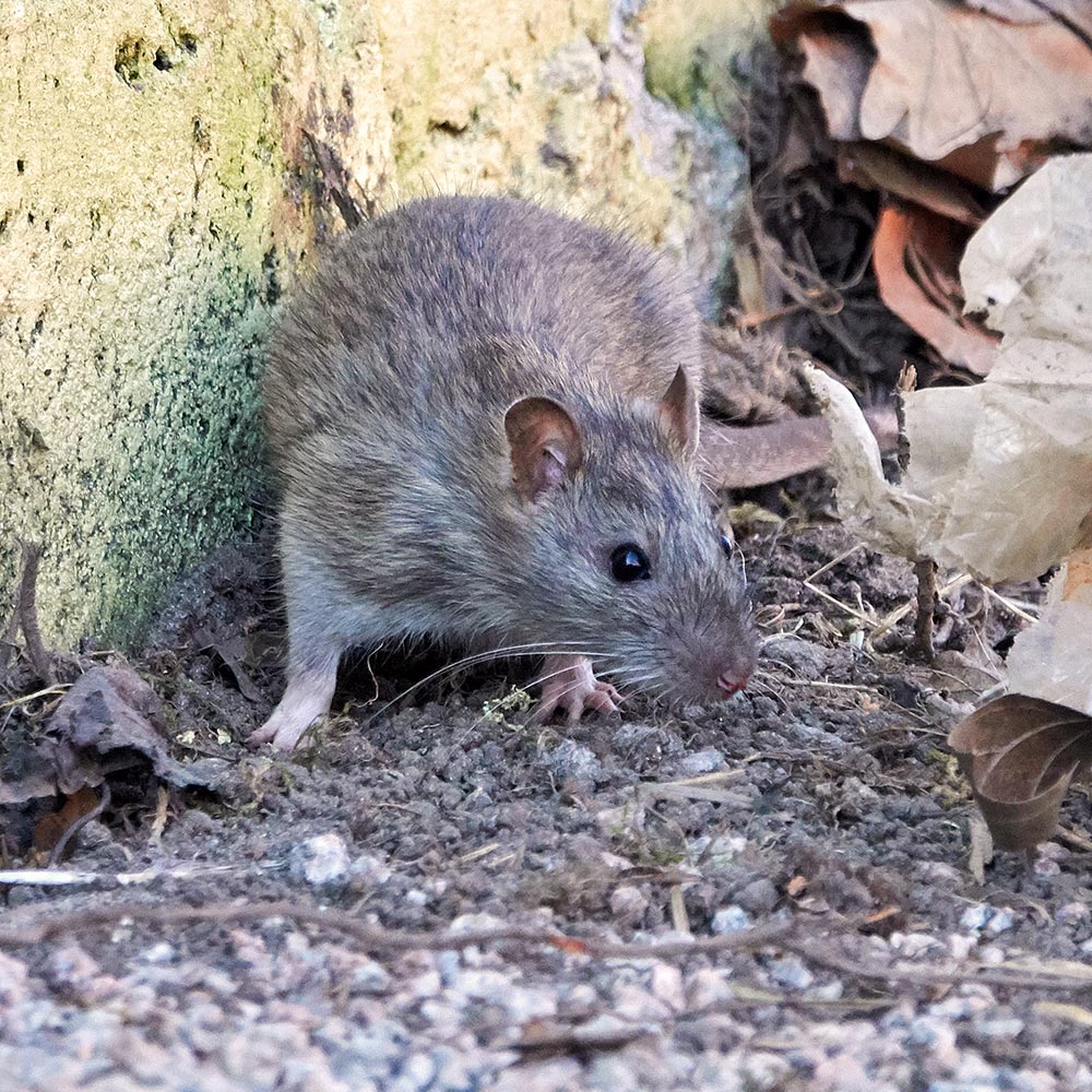 Indore Pest Control & Fumigation | +91 70111 51215